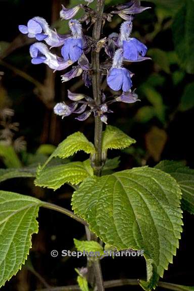 salvia roscida 1 graphic